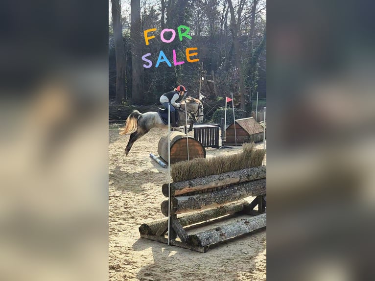 Other Breeds Gelding 6 years 13 hh Grey in Stutensee