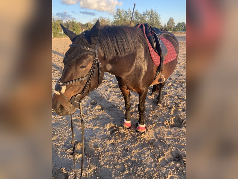 Other Breeds Gelding 6 years 13,1 hh Bay-Dark in Rumbula