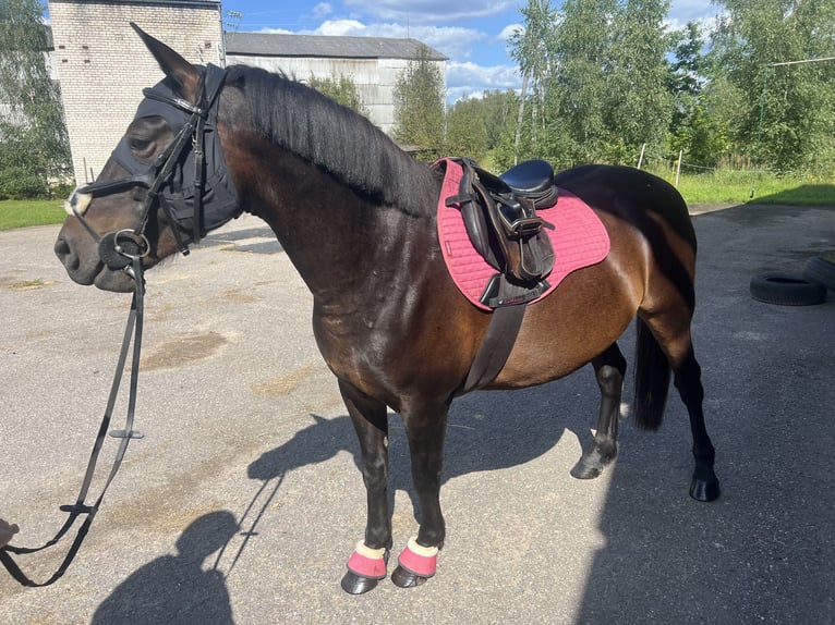 Other Breeds Gelding 6 years 13,1 hh Bay-Dark in Rumbula