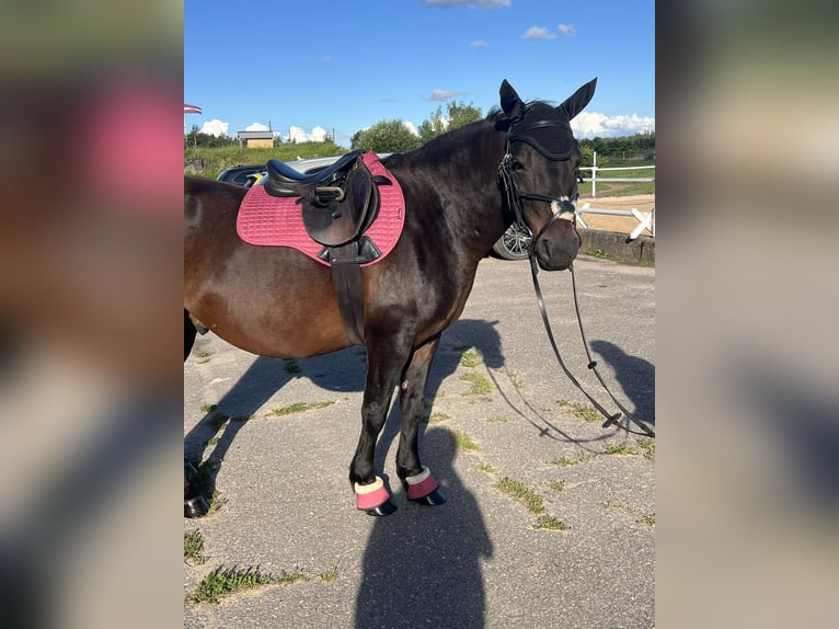 Other Breeds Gelding 6 years 13,1 hh Bay-Dark in Rumbula