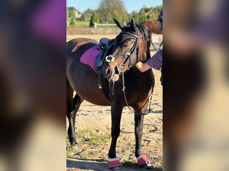Other Breeds Gelding 6 years 13,1 hh Bay-Dark in Rumbula