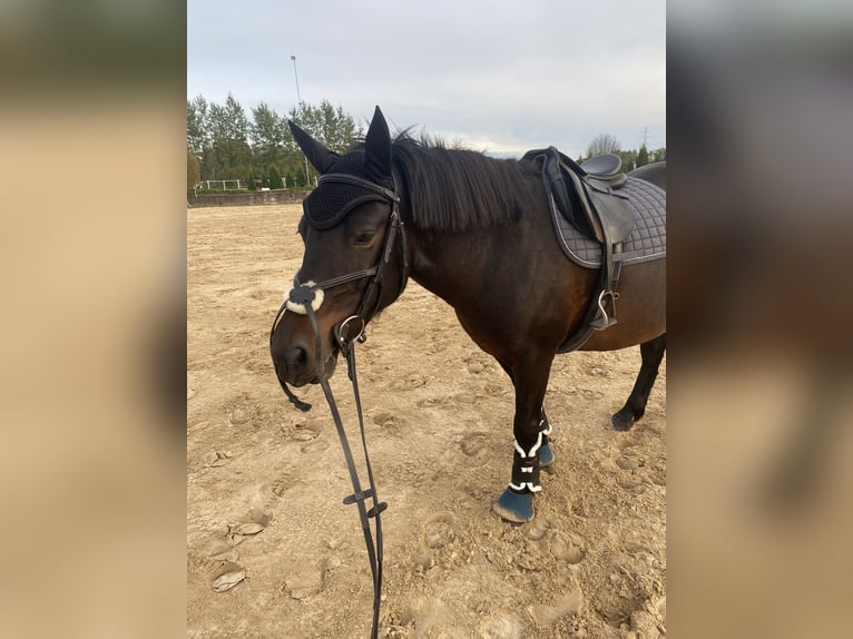 Other Breeds Gelding 6 years 13,1 hh Bay-Dark in Rumbula
