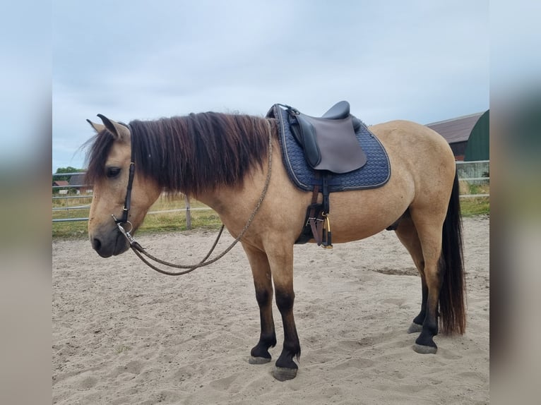 Other Breeds Mix Gelding 6 years 13,3 hh Buckskin in Geldern