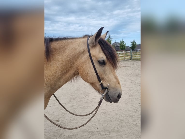 Other Breeds Mix Gelding 6 years 13,3 hh Buckskin in Geldern