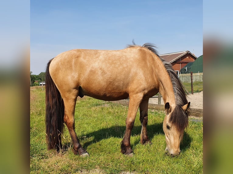 Other Breeds Mix Gelding 6 years 13,3 hh Buckskin in Geldern