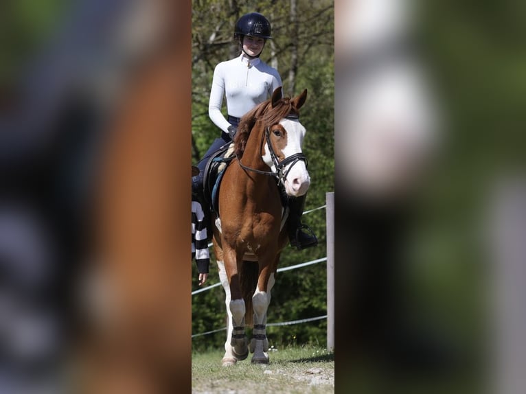 Other Breeds Gelding 6 years 14.1 hh Chestnut-Red in Passau