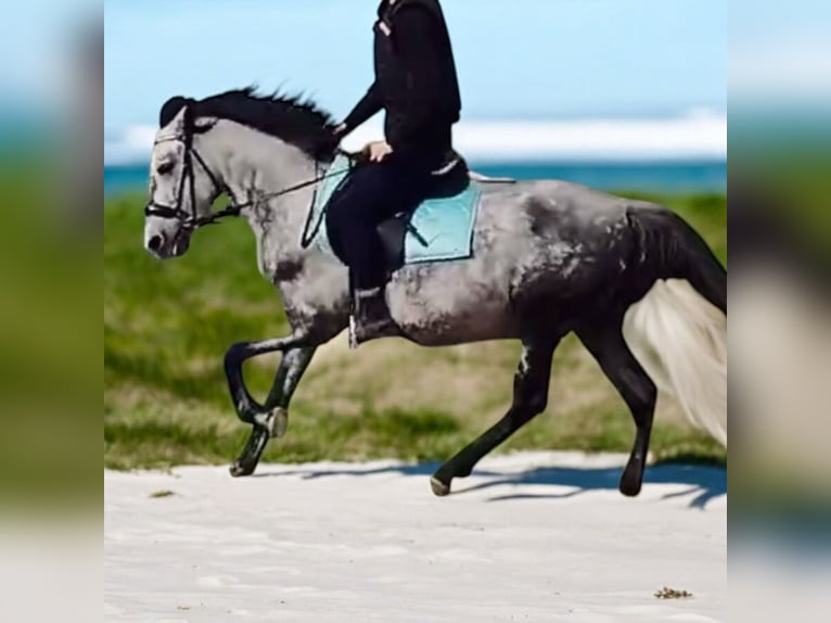 Other Breeds Gelding 6 years 14,1 hh Gray in Liège