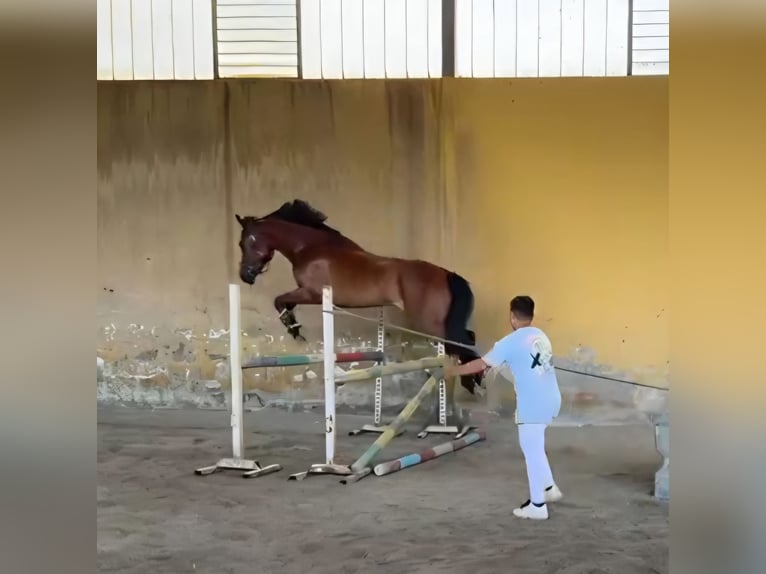 Other Breeds Mix Gelding 6 years 14.2 hh Bay in Lugo