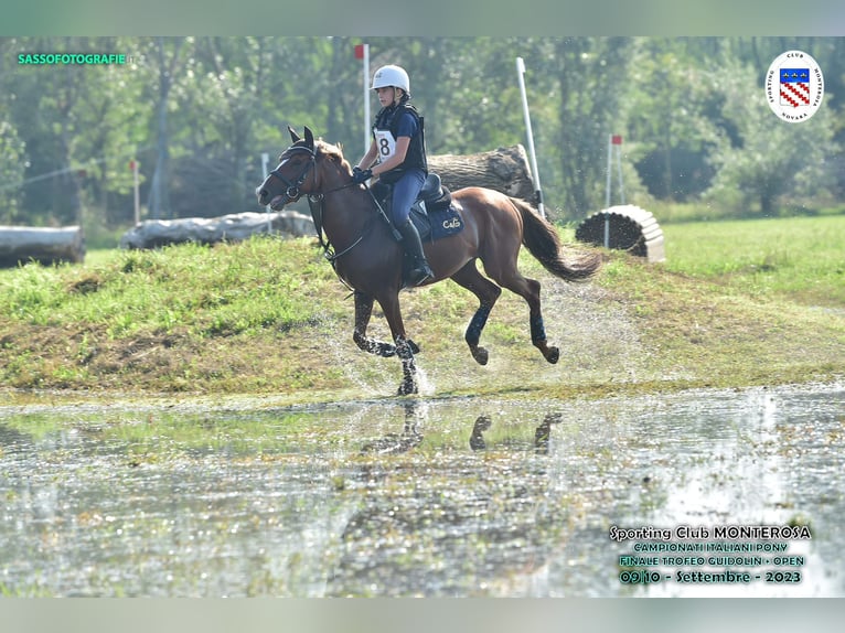 Other Breeds Gelding 6 years 14,2 hh Chestnut-Red in Albano laziale