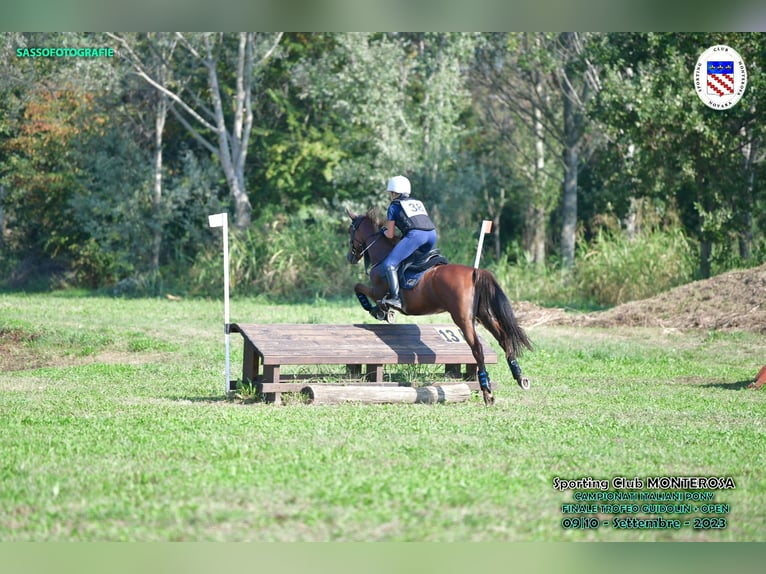 Other Breeds Gelding 6 years 14,2 hh Chestnut-Red in Albano laziale