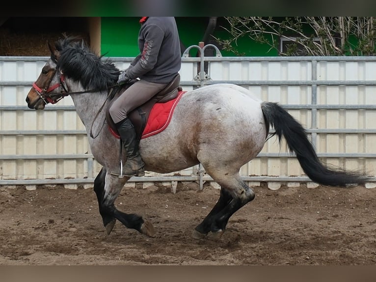 Other Breeds Gelding 6 years 14.2 hh Grey-Red-Tan in Buttstädt