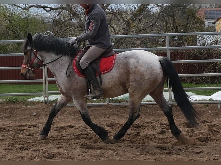 Other Breeds Gelding 6 years 14.2 hh Roan-Bay in Rudersdorf