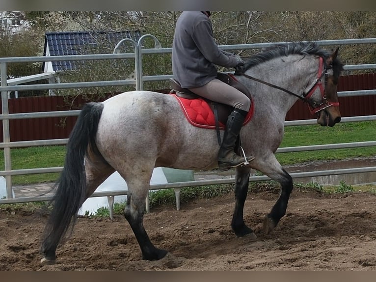 Other Breeds Gelding 6 years 14.2 hh Roan-Bay in Rudersdorf
