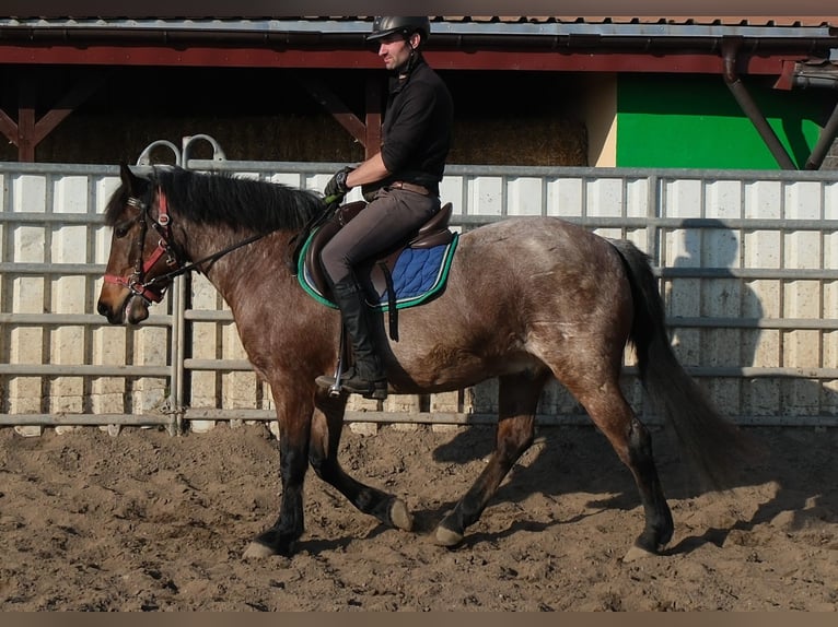 Other Breeds Gelding 6 years 14.2 hh Roan-Red in Buttstädt