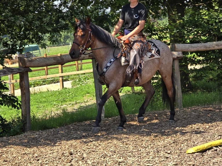 Other Breeds Gelding 6 years 14,3 hh Brown Falb mold in Linkenbach