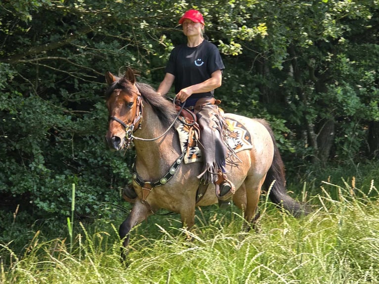 Other Breeds Gelding 6 years 14,3 hh Brown Falb mold in Linkenbach