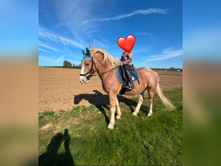 Other Breeds Mix Gelding 6 years 14.3 hh Palomino in Stadtallendorf