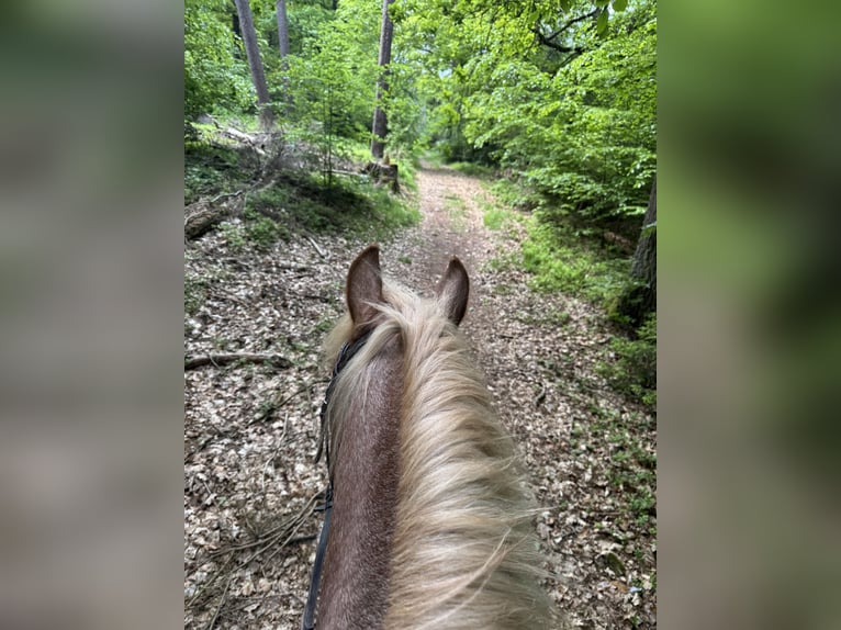 Other Breeds Mix Gelding 6 years 14.3 hh Palomino in Stadtallendorf
