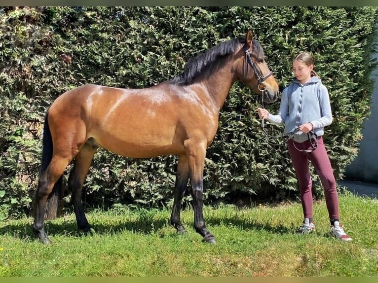 Other Breeds Mix Gelding 6 years 14 hh Bay-Dark in Selvazzano Dentro