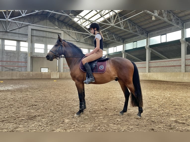 Other Breeds Mix Gelding 6 years 14 hh Bay-Dark in Selvazzano Dentro