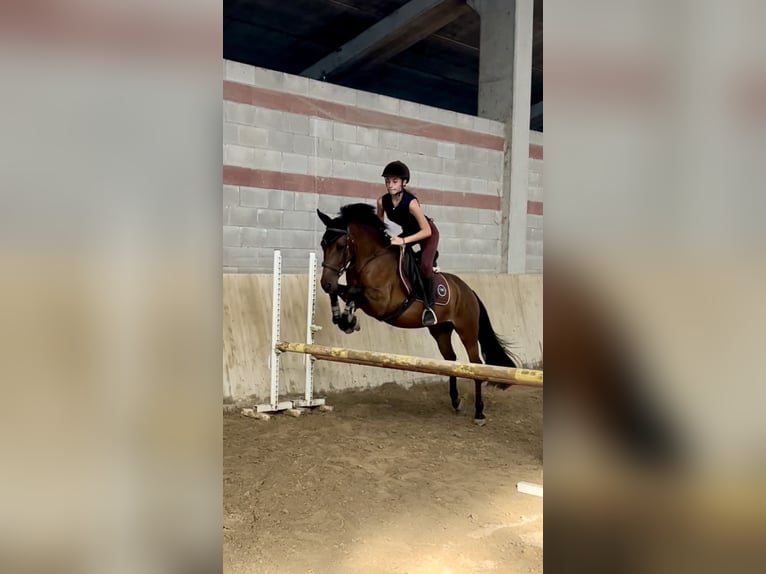 Other Breeds Mix Gelding 6 years 14 hh Bay-Dark in Selvazzano Dentro