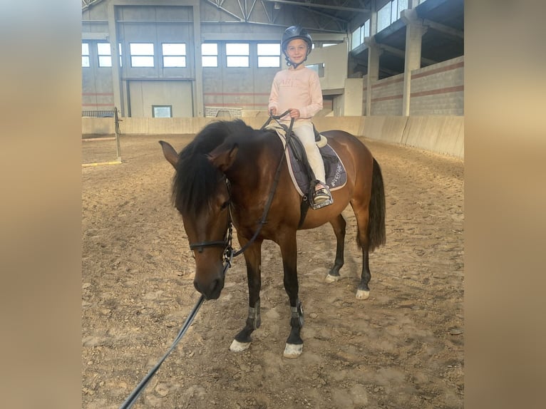 Other Breeds Mix Gelding 6 years 14 hh Bay-Dark in Selvazzano Dentro