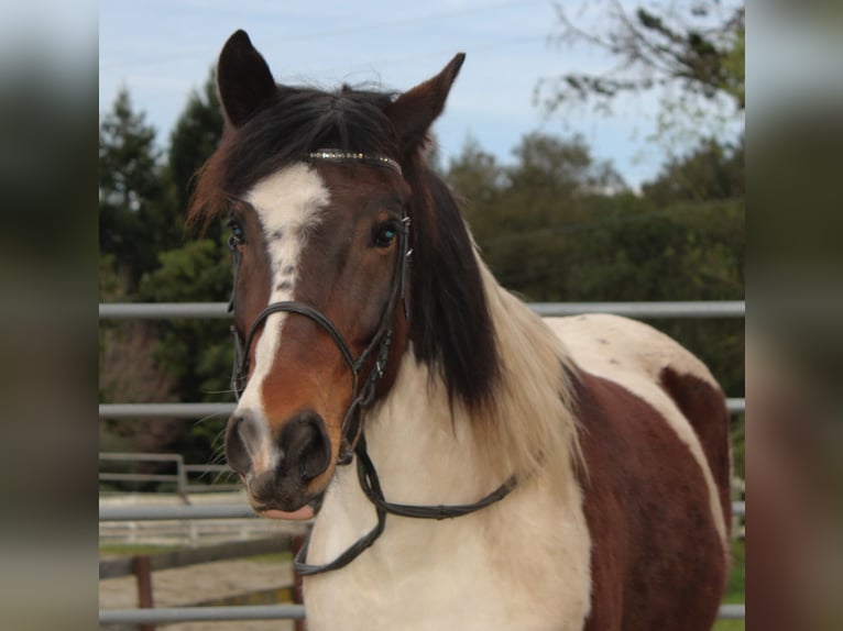 Other Breeds Mix Gelding 6 years 14 hh Pinto in Santa Cruz