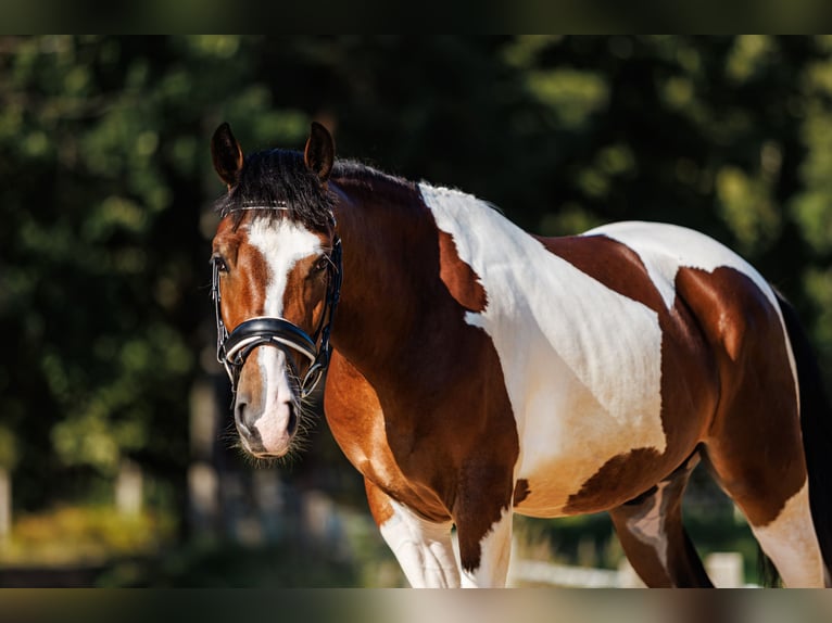 Other Breeds Mix Gelding 6 years 14 hh Pinto in Vilnius