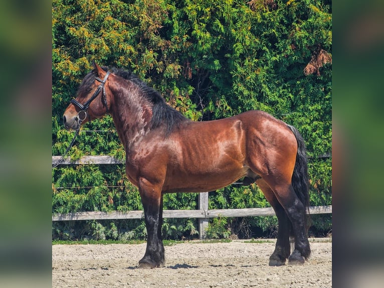 Other Breeds Gelding 6 years 14,1 hh Brown in Ptuj