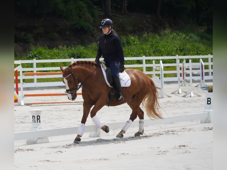 Other Breeds Gelding 6 years 14,2 hh Chestnut-Red in Nettersheim