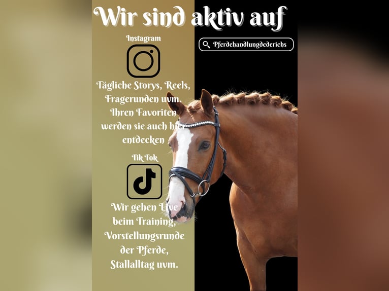 Other Breeds Gelding 6 years 14,2 hh Chestnut-Red in Nettersheim