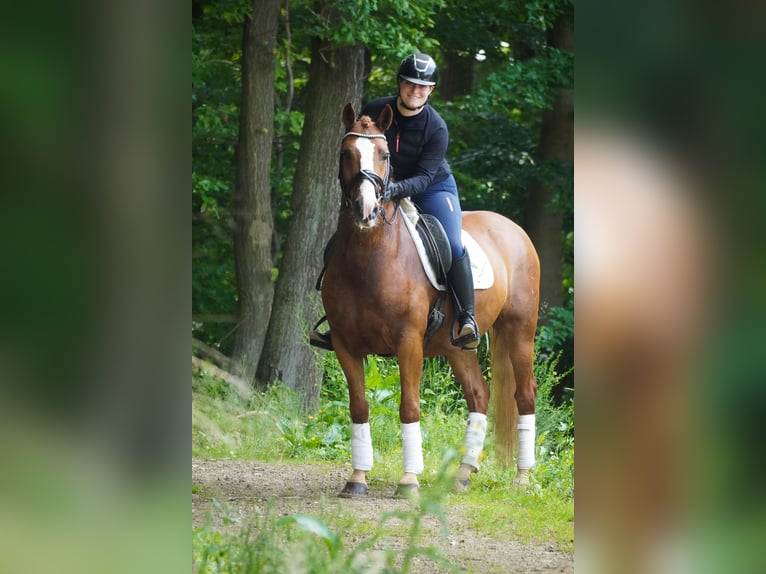Other Breeds Gelding 6 years 14,2 hh Chestnut-Red in Nettersheim