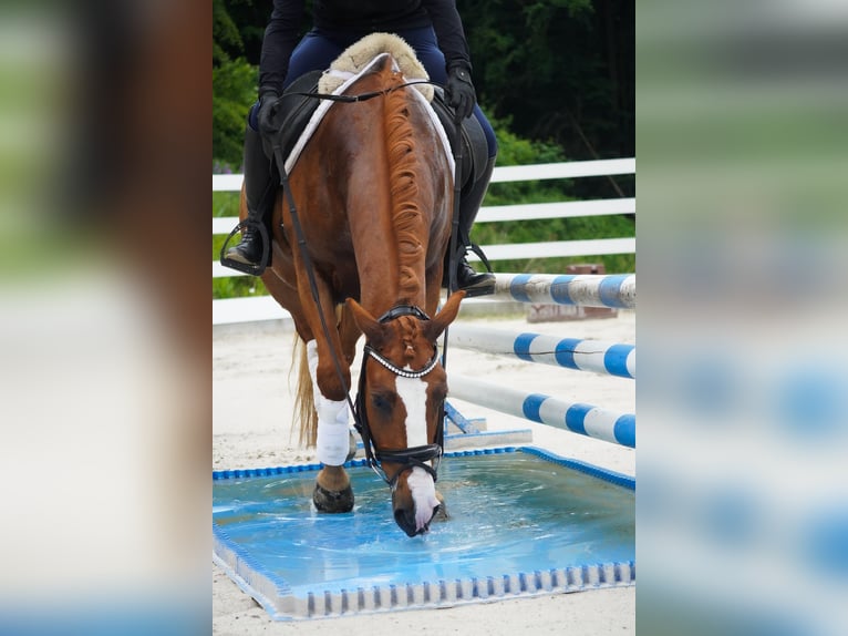 Other Breeds Gelding 6 years 14,2 hh Chestnut-Red in Nettersheim