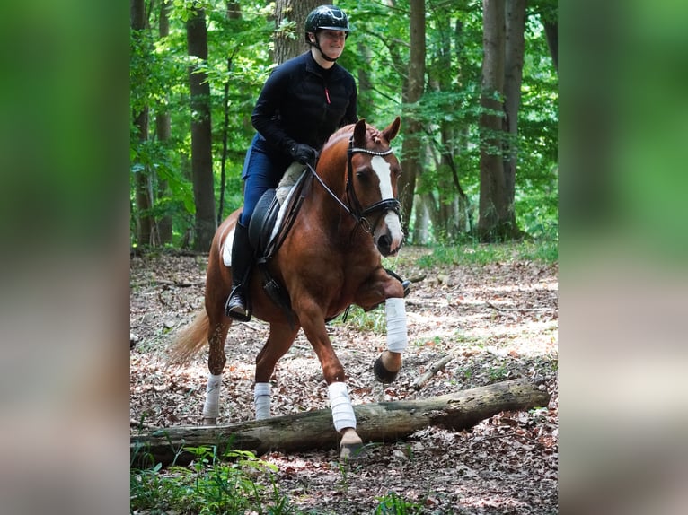 Other Breeds Gelding 6 years 14,2 hh Chestnut-Red in Nettersheim