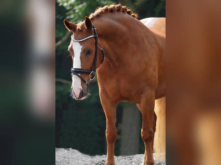 Other Breeds Gelding 6 years 14,2 hh Chestnut-Red in Nettersheim