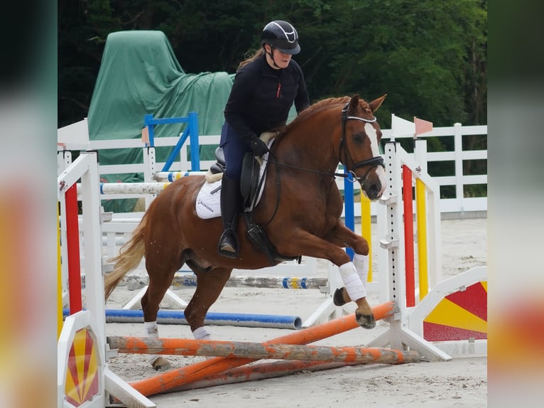 Other Breeds Gelding 6 years 14,2 hh Chestnut-Red in Nettersheim