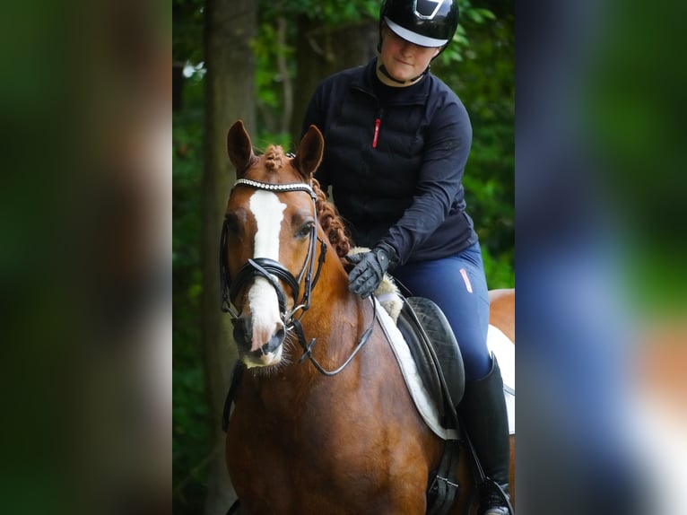 Other Breeds Gelding 6 years 14,2 hh Chestnut-Red in Nettersheim