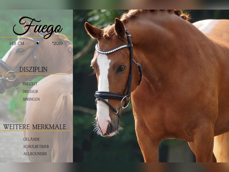 Other Breeds Gelding 6 years 14,2 hh Chestnut-Red in Nettersheim