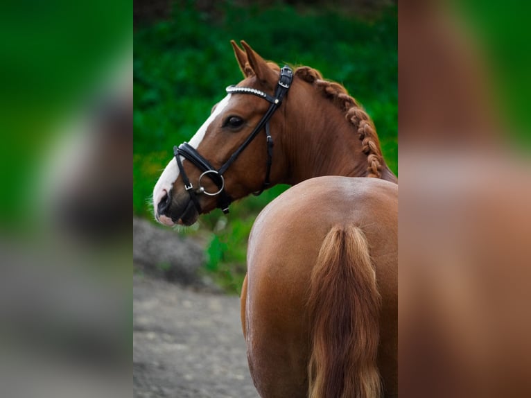 Other Breeds Gelding 6 years 14,2 hh Chestnut-Red in Nettersheim