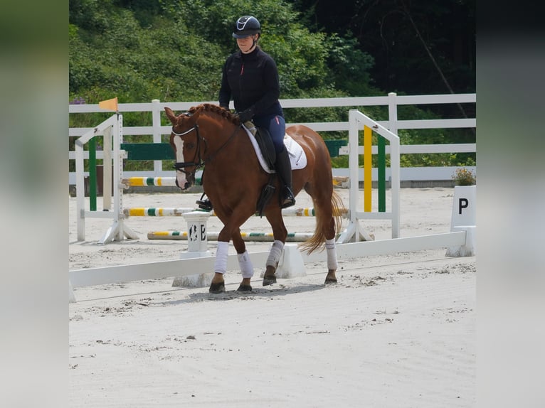 Other Breeds Gelding 6 years 14,2 hh Chestnut-Red in Nettersheim