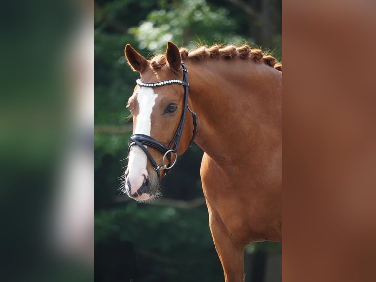 Other Breeds Gelding 6 years 14,2 hh Chestnut-Red in Nettersheim