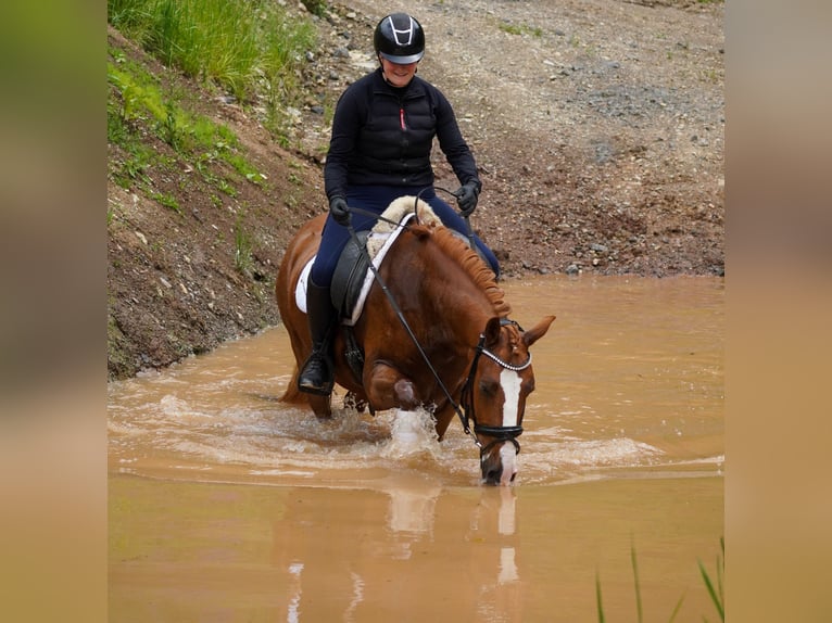 Other Breeds Gelding 6 years 14,2 hh Chestnut-Red in Nettersheim