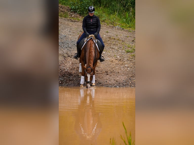 Other Breeds Gelding 6 years 14,2 hh Chestnut-Red in Nettersheim