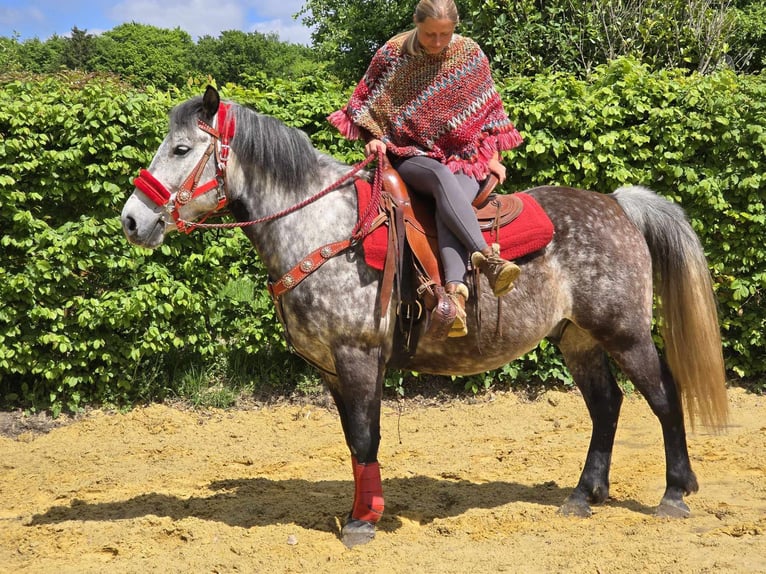Other Breeds Gelding 6 years 14,2 hh Gray-Dapple in Linkenbach