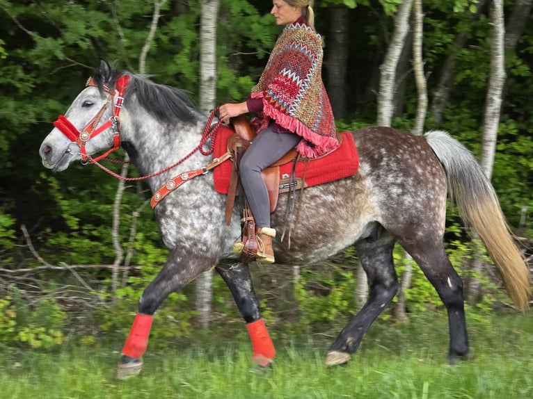 Other Breeds Gelding 6 years 14,2 hh Gray-Dapple in Linkenbach