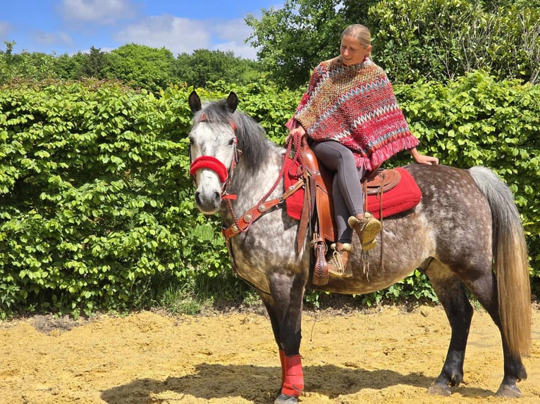 Other Breeds Gelding 6 years 14,2 hh Gray-Dapple in Linkenbach