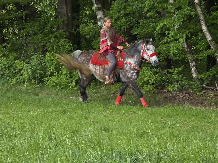 Other Breeds Gelding 6 years 14,2 hh Gray-Dapple in Linkenbach
