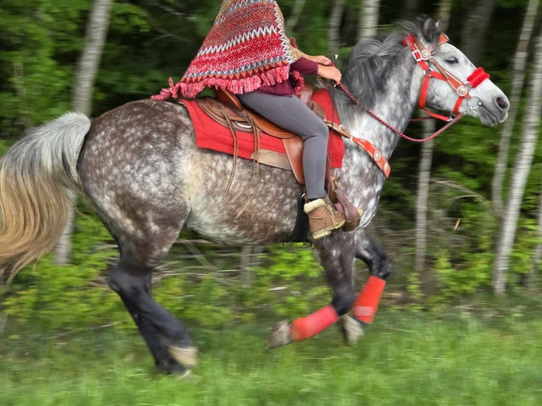 Other Breeds Gelding 6 years 14,2 hh Gray-Dapple in Linkenbach