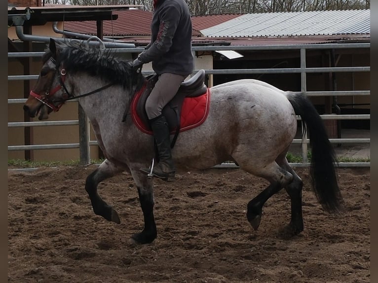 Other Breeds Gelding 6 years 14,2 hh Grey-Red-Tan in Buttstädt