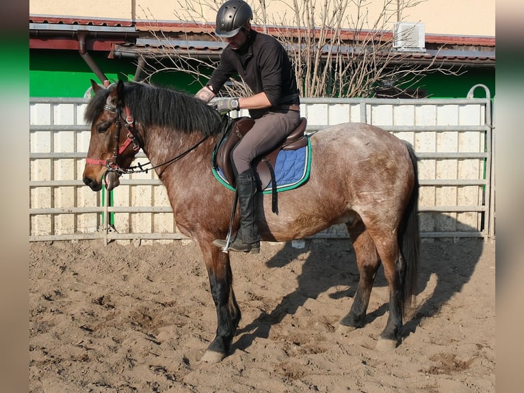 Other Breeds Gelding 6 years 14,2 hh Grey-Red-Tan in Buttstädt